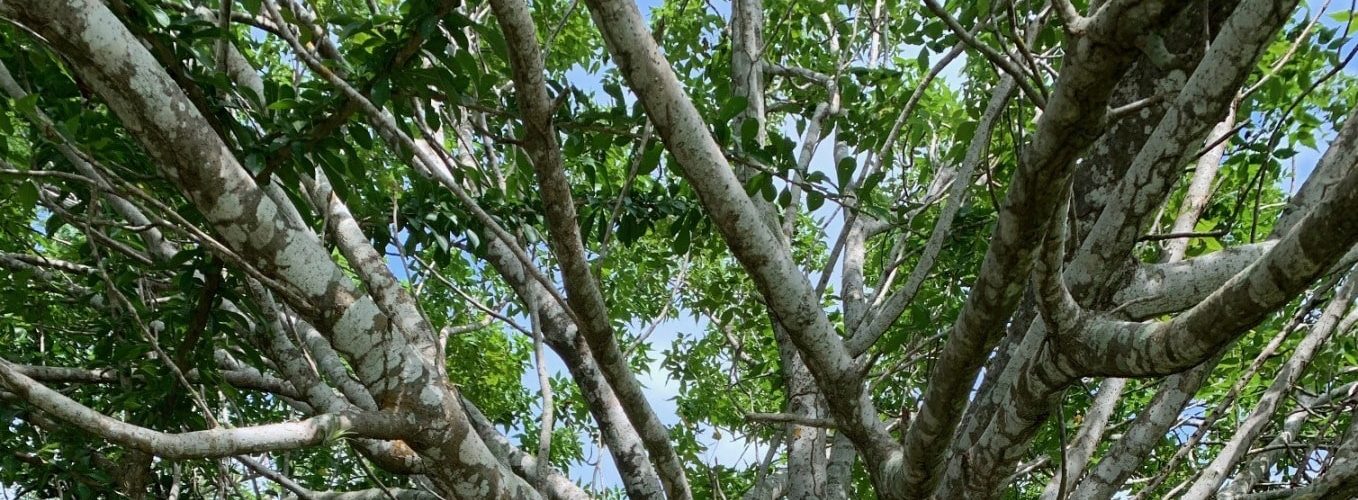 Bursera Graveolens - всё про Пало Санто
