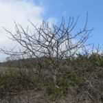 Bursera graveolens Palo Santo Пало Санто