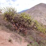 Дерево Пало Санто Palo Santo(Bursera graveolens) на склоне (Эквадор)