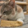 Кошка и палочка пало санто