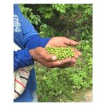 Плоды Пало Санто в ладонях сборщика