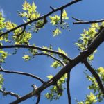 Плоды Пало Санто на дереве Bursera graveolens вид снизу