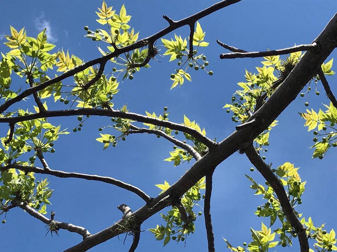 Плоды Пало Санто на дереве Bursera graveolens вид снизу Плоды Пало Санто на дереве Bursera graveolens вид снизу