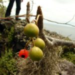 Плоды и семечко Пало Санто frutos y semillos de Bursera Graveolens