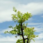 Цветы, соцветия и листья Пало Санто Palo Santo(Bursera graveolens)