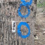 маркировка дерева пало санто 3